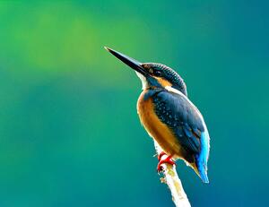 Art Photography Common kingfisher a beautiful blue, PrinPrince, (40 x 30 cm)