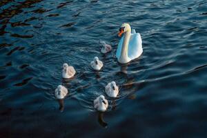 Photography Urban Mute Swan newly hatched family, CHUNYIP WONG, (40 x 26.7 cm)