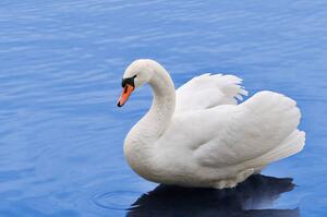 Photography Swan, Eerik, (40 x 26.7 cm)