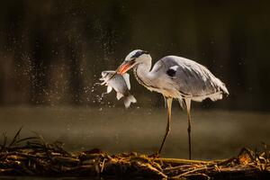Photography Gray heron catching fish in wilderness., skynesher, (40 x 26.7 cm)