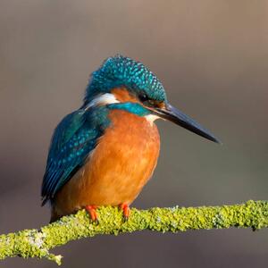 Photography Kingfisher close up, Photograph by Lyle McCalmont, (40 x 40 cm)