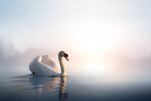 Photography Art Swan on the water at sunrise, Konstanttin, (40 x 26.7 cm)