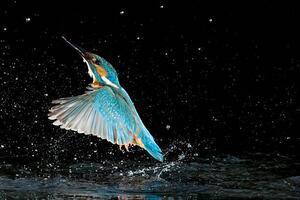 Photography Adult male common kingfisher emerging from, Joe Petersburger, (40 x 26.7 cm)