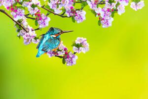 Art Photography A bird in a wonderful nature, serkanmutan, (40 x 26.7 cm)