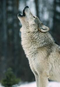 Art Photography The Gray wolf, Canis lupus,, Gerald Corsi, (26.7 x 40 cm)