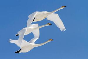 Art Photography Whooper swans flying in blue sky, Jeremy Woodhouse, (40 x 26.7 cm)
