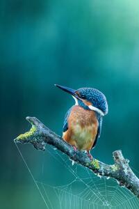 Photography Close-up kingfisher, Federico Ranalli, (26.7 x 40 cm)