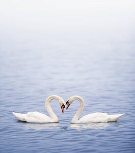 Photography Swans on a lake happily in love, Grafissimo, (35 x 40 cm)
