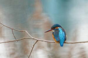 Photography Close-up of kingfisher perching on branch, mattiselanne / 500px, (40 x 26.7 cm)