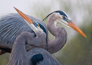 Art Photography Blue Herons, Mirenchu A Fernandez, (40 x 30 cm)