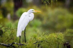 Photography Great Egret Perched on Branch, Troy Harrison, (40 x 26.7 cm)