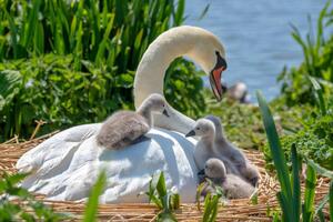 Photography Close-up image of Mute swans -, Jacky Parker Photography, (40 x 26.7 cm)