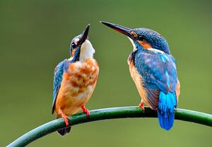 Photography The lovely pair of Common Kingfisher, PrinPrince, (40 x 26.7 cm)
