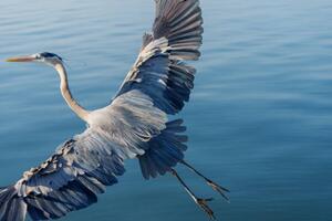 Photography Great Blue Heron, Michael H Spivak, (40 x 26.7 cm)