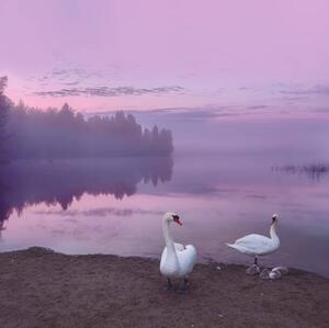 Photography Mute swans with cygnets, Milamai, (40 x 40 cm)