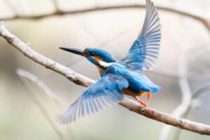 Art Photography Lovely Kingfisher diving to catch, d3_plus D.Naruse @ Japan, (40 x 26.7 cm)