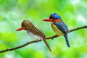 Art Photography Beautiful couple of Banded Kingfisher birds, boonchai wedmakawand, (40 x 26.7 cm)
