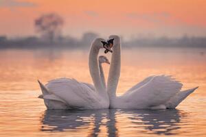 Art Photography Swans floating on lake during sunset, SimonSkafar, (40 x 26.7 cm)