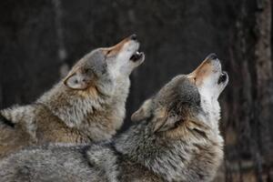 Art Photography Howling wolves, Bjarne Henning Kvaale, (40 x 26.7 cm)