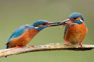 Photography Two common kingfishers, alcedo atthis passing, JMrocek, (40 x 26.7 cm)