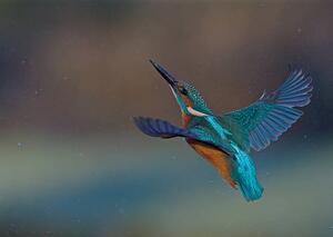 Art Photography Kingfisher, mark hughes, (40 x 30 cm)