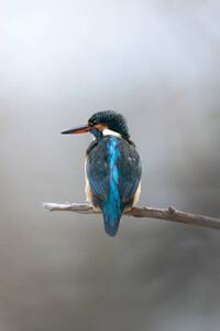 Photography Close-up of kingfisher perching on branch,Ascona,Switzerland, Michele Casado / 500px, (26.7 x 40 cm)