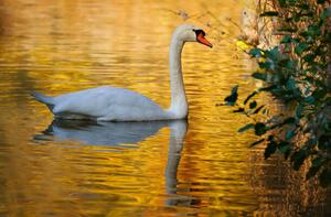 Photography Side view of swan swimming in lake, Stephan Gehrlein / 500px, (40 x 26.7 cm)