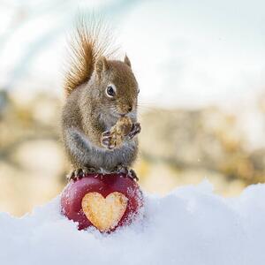 Photography squirrel love, Nancy Rose, (40 x 40 cm)