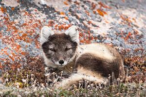 Art Photography Resting Female Arctic Fox, drferry, (40 x 26.7 cm)