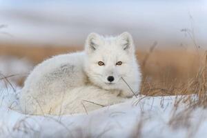 Art Photography Wild arctic fox in tundra, Alexey_Seafarer, (40 x 26.7 cm)