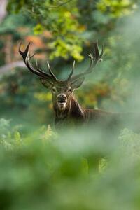 Photography Red deer, DamianKuzdak, (26.7 x 40 cm)