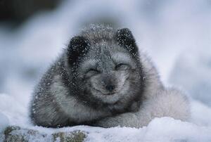 Art Photography Polar fox cub, winter, Herbert Kehrer, (40 x 26.7 cm)