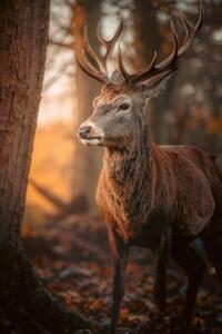 Photography Red Deer Stag Portrait, serts, (26.7 x 40 cm)