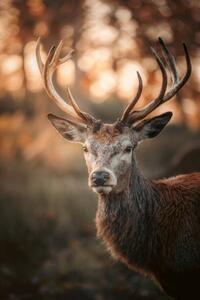 Photography Red Deer Stag Portrait, serts, (26.7 x 40 cm)