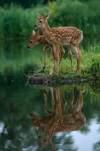 Photography White-Tailed Fawns, Robert Pickett