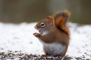 Photography Red Squirrel on snow, Adria  Photography, (40 x 26.7 cm)
