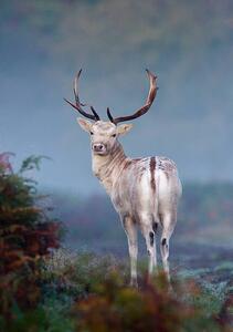 Photography Portrait of fallow deer stag, Mark Smith, (26.7 x 40 cm)
