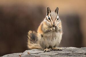 Art Photography Chipmunk sitting up to eat, facing the viewer, Alice Cahill, (40 x 26.7 cm)