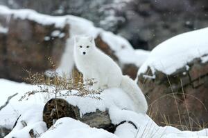 Photography Arctic fox in snow, Jason Paige, (40 x 26.7 cm)
