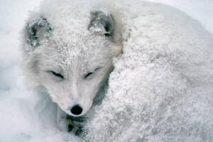 Art Photography Arctic Fox Sleeping in Snow, Richard Hamilton Smith, (40 x 26.7 cm)