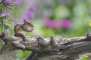 Photography Chipmunk eating seed on log. Flowers behind., Gary W. Carter, (40 x 26.7 cm)