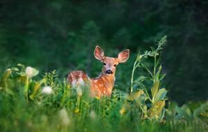 Photography Bambi Deer Fawn, Adria  Photography, (40 x 24.6 cm)