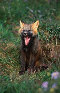Art Photography Arctic Fox Yawning, Danny Lehman, (26.7 x 40 cm)