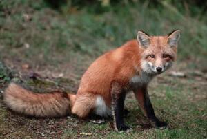 Art Photography Red Fox Sitting, Layne Kennedy, (40 x 26.7 cm)