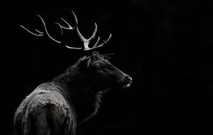 Art Photography The deer soul, Massimo Mei, (40 x 24.6 cm)