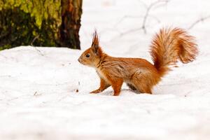 Art Photography beautiful squirrel on the snow eating a nut, Minakryn Ruslan, (40 x 26.7 cm)