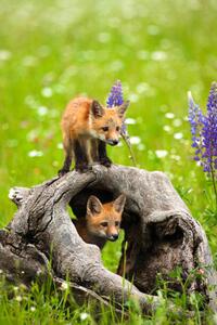 Photography Cute red fox pups play in field of flowers, jimkruger, (26.7 x 40 cm)