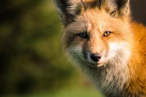 Photography A fox., Will Faucher, (40 x 26.7 cm)