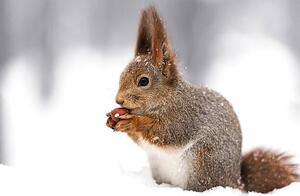 Art Photography squirrel sitting on snow with a, Mr_Twister, (40 x 26.7 cm)