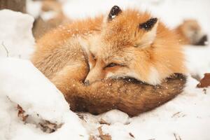 Art Photography Close-up of sleeping fox, Alycia Moore / 500px, (40 x 26.7 cm)